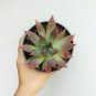 Echeveria Agavoides Succulent 4inch + Clay Pot