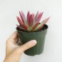 Echeveria Agavoides Succulent 4inch + Clay Pot
