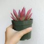 Echeveria Agavoides Succulent 4inch + Clay Pot