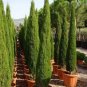 Italian Cypress Narrow Columnar, (Fast Evergreen) 30 Seeds, Tree-Plants