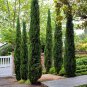Italian Cypress Narrow Columnar, (Fast Evergreen) 30 Seeds, Tree-Plants