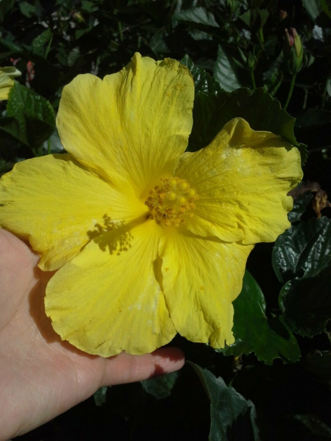 Live Plant - Yellow Tropical Hibiscus 5 Inches Tall Starter Size Plant