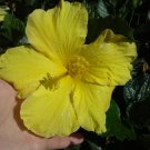 Live Plant - Yellow Tropical Hibiscus 5 Inches Tall Starter Size Plant