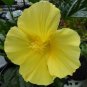 Live Plant - Yellow Tropical Hibiscus 5 Inches Tall Starter Size Plant