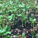 Seeds And Bulbs