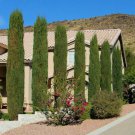 100 Seeds, Italian Cypress Narrow Columnar, Cupressus sempervirens stricta (Fast Evergreen)