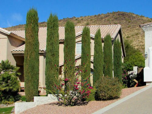 200 Seeds Italian Cypress Narrow Columnar, Cupressus sempervirens stricta (Fast Evergreen)