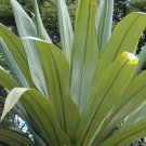 Blue Dracaena, Cordyline indivisa, Seeds (Tropical Evergreen)  150 seeds, Flowering Plants