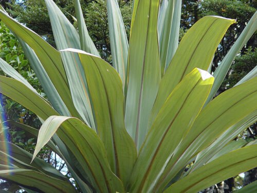 BasqueStore- Blue Dracaena, Cordyline indivisa, Seeds (Tropical Evergreen) 1,800 seeds, Flowering Pl
