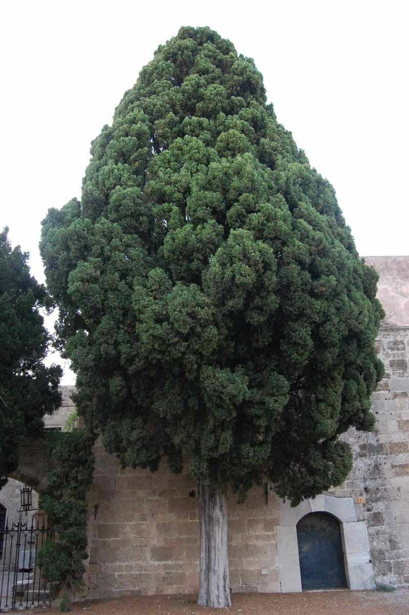 Italian Cypress, Cupressus sempervirens, 50 Tree Seeds (Fast, Evergreen) - flowering-plant