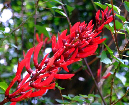 5 Seeds Coral Tree, Erythrina corallodendron, Tree Seeds (Showy Tropical, Hummingbirds) - tree