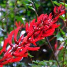 BasqueStore- Coral Tree, Erythrina corallodendron, Tree Seeds (Showy Tropical, Hummingbirds) - tree 
