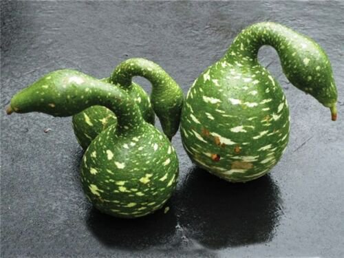 BasqueStore- Speckled Swan Gourd, (Lagenaria siceraria), 120 Seeds, Vegetable-plants
