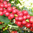 BasqueStore- 120 seeds, Arabian Coffee Shrub, Coffea arabica (Showy, Edible, Evergreen, Fragrant)