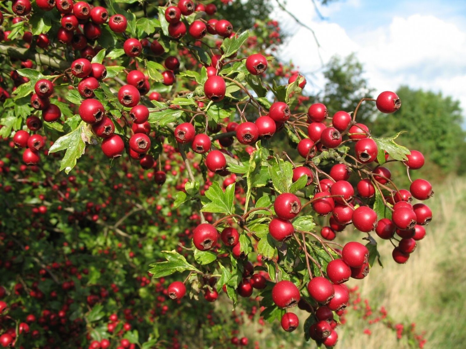 BasqueStore-  60 seeds Single Seed English Hawthorn, Crataegus monogyna, Tree Seeds (Showy, Hardy)