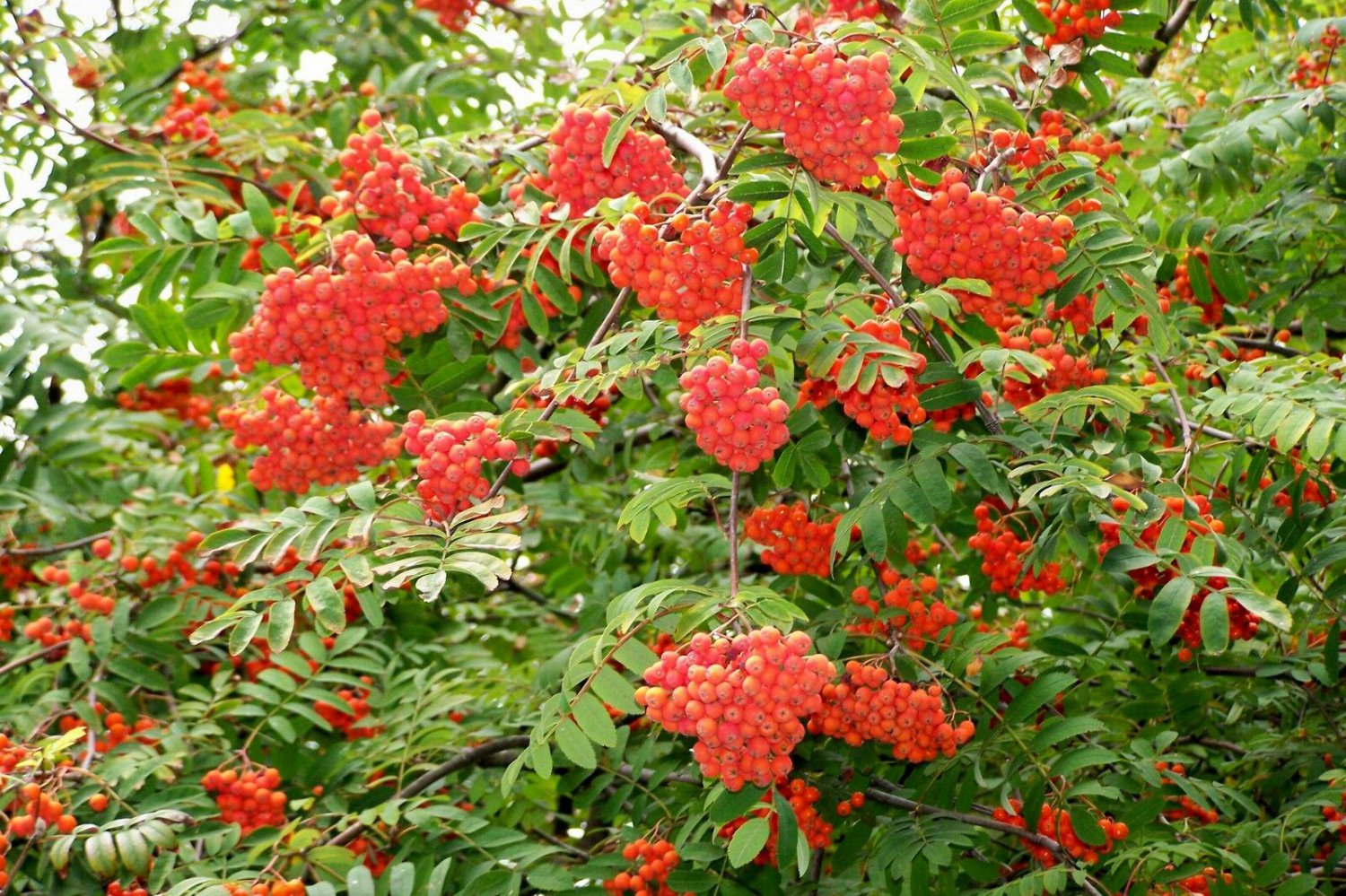 BasqueStore- Rowan, (European Mountain Ash), Sorbus aucuparia, Tree 300 Seeds (Fast, Fall Color), tr
