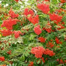 BasqueStore- Rowan, (European Mountain Ash), Sorbus aucuparia, Tree 600 Seeds (Fast, Fall Color)