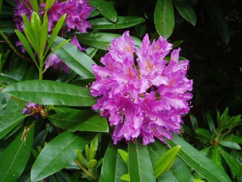 BasqueStore- Rosebay Rhododendron, Rhododendron maximum, Shrub 50 Seeds (Showy Evergreen), flowering