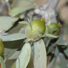 BasqueStore- Jojoba, Simmondsia chinensis, Seeds (Edible, Long Lived Desert Shrub, Hedge) 15  seeds,