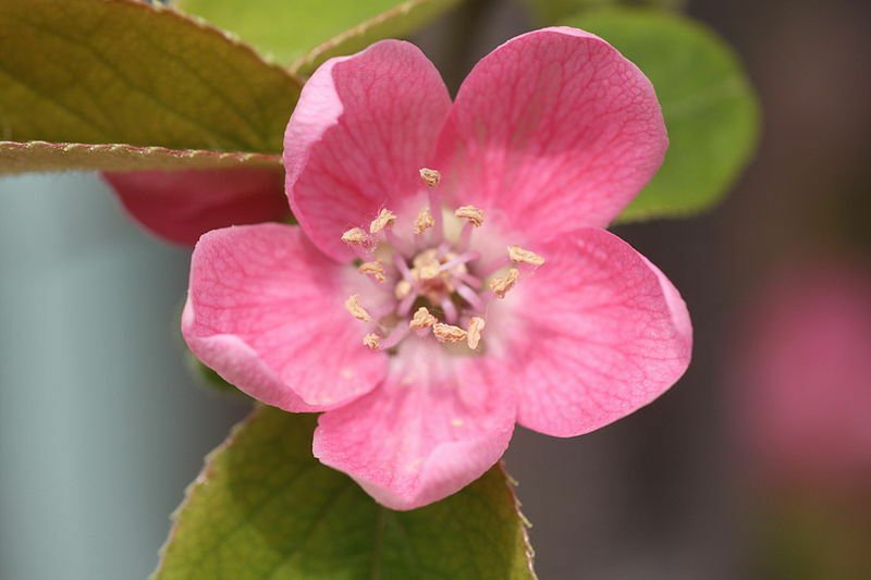BasqueStore - Chinese Quince, Chaenomeles sinensis, Tree 30 Seeds (Edible, Fall Color, Fragrant)