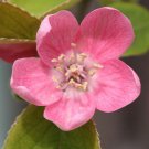 BasqueStore - Chinese Quince, Chaenomeles sinensis, Tree 30 Seeds (Edible, Fall Color, Fragrant)