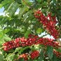 BasqueStore- 5 seeds, Arabian Coffee Shrub, Coffea arabica (Showy, Edible, Evergreen, Fragrant)