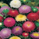Callistephus chinensis Powderpuff Mix , 10 Seeds