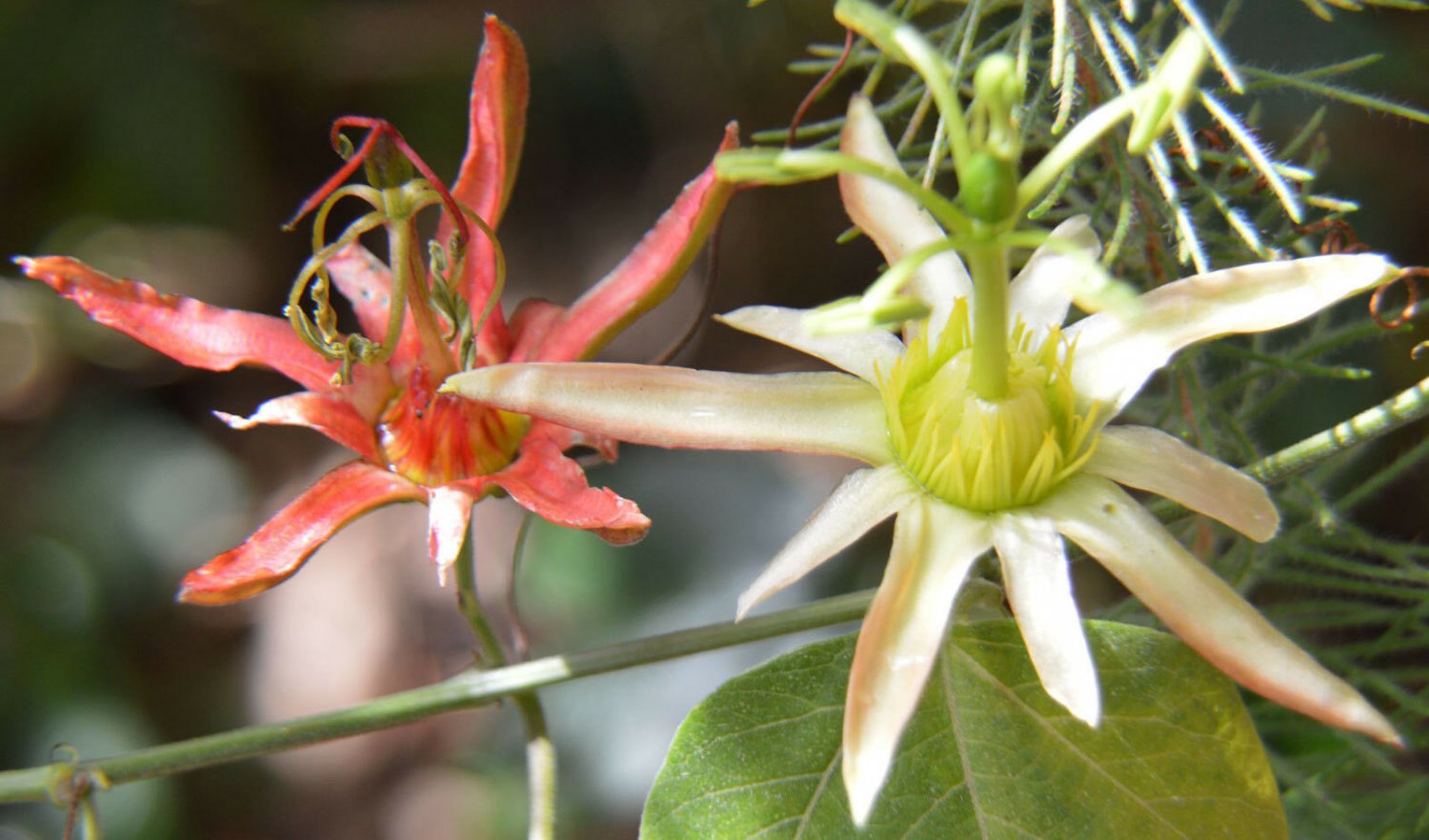 Passiflora herbertiana, 10 Seeds,