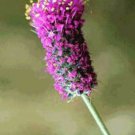 Dalea purpurea, Purple Violet Prairie Clover, 200 Seeds, flowering-plant
