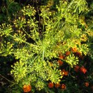 Anethum graveolens, Dill , 100 Seeds