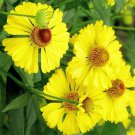 Helenium autumnale , Helens Flower , Common Sneezeweed, 20 Seeds