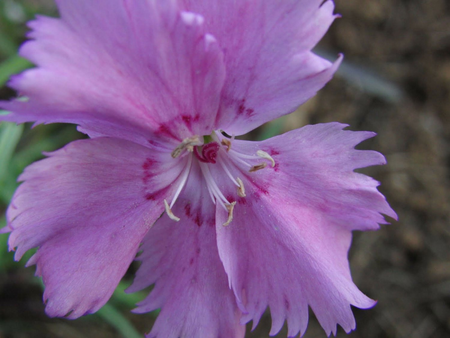 Dianthus Plumarius Sweetness , 10 Seeds