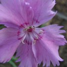 Dianthus Plumarius Sweetness , 10 Seeds