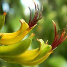 Phormium colensoi,New Zealand mountain flax, 20 Seeds