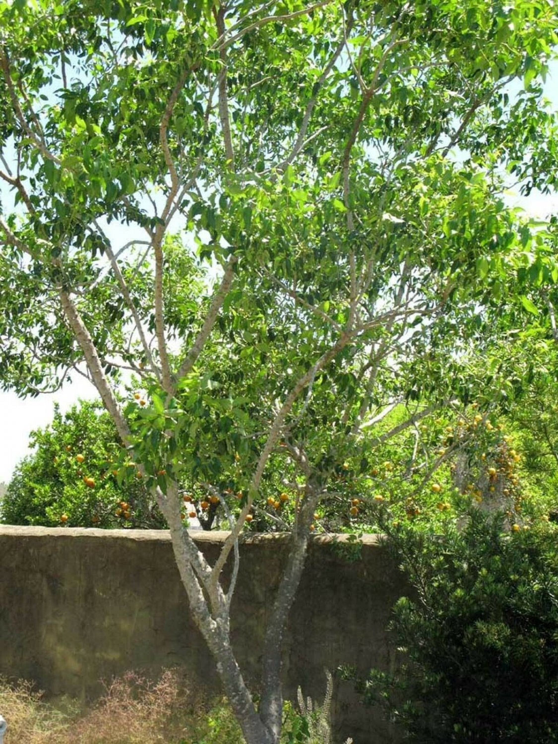 Zanthoxylum clava-herculis, Hercules Club, Prickly Ash, 20 Seeds