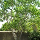 Zanthoxylum clava-herculis, Hercules Club, Prickly Ash, 20 Seeds