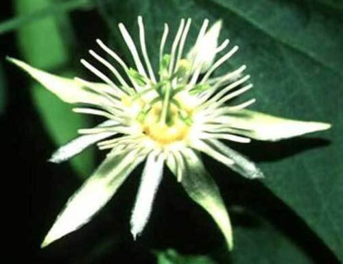 Passiflora capsularis , Red Granadilla , 10 Seeds