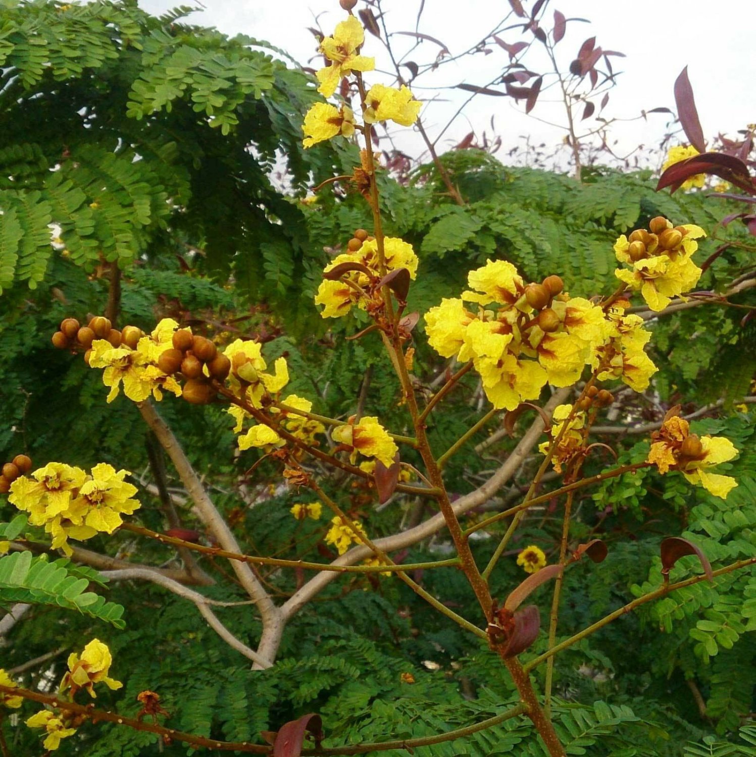Peltophorum pterocarpum , Copperpod , Golden Yellow Flamboyant , 10 Seeds