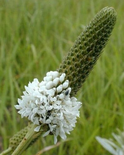 Dalea candida , White Prairie Clover , 500 Seeds