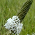 Dalea candida , White Prairie Clover , 500 Seeds