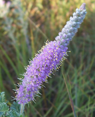 Dalea villosa , Silky Prairie Clover , 50 Seeds