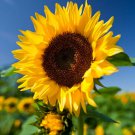 Helianthus annuus , Common Sunflower , 50 Seeds
