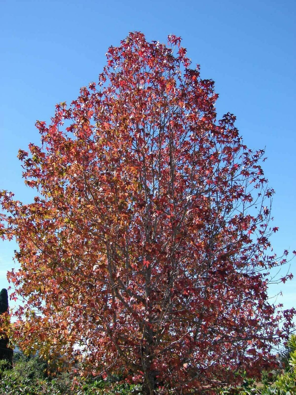 Liquidamber styraciflua, Red Gum,Liquid Amber,Sweetgum, 50 Seeds