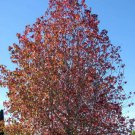 Liquidamber styraciflua, Red Gum,Liquid Amber,Sweetgum, 50 Seeds
