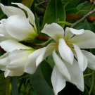 Magnolia doltsopa , Sweet Michelia , 10 Seeds