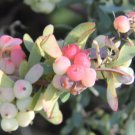 Berberis wilsonii, 20 Seeds, Flowering-Plant