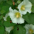 Alcea rosea , Hollyhock , 20 Seeds, Flowering-Plant