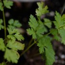 Petroselinum crispum var. neapolitanum , 100 Seeds