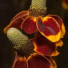 Ratibida columnifera , Mexican Hats , 500 Seeds