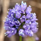 Gilia capitata , Queen Annes Blue Thimble Flower, 100 Seeds